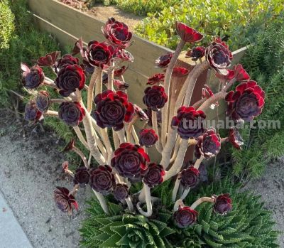 100种多肉，图名并茂，个个漂亮塞鲜花，看看你喜欢哪一款 - 图画吧TUHUABA