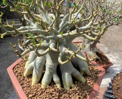 100种多肉，图名并茂，个个漂亮塞鲜花，看看你喜欢哪一款 - 图画吧TUHUABA