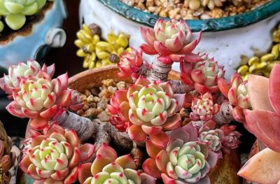 100种多肉，图名并茂，个个漂亮塞鲜花，看看你喜欢哪一款 - 图画吧TUHUABA