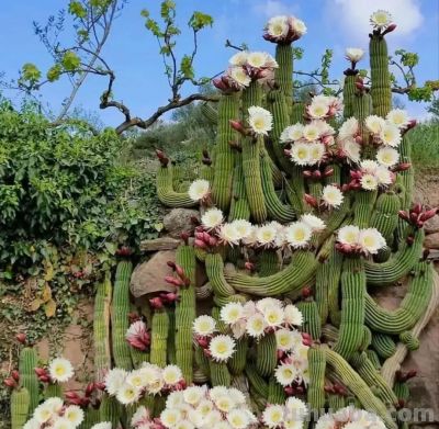 100种多肉，图名并茂，个个漂亮塞鲜花，看看你喜欢哪一款 - 图画吧TUHUABA