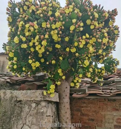 100种多肉，图名并茂，个个漂亮塞鲜花，看看你喜欢哪一款 - 图画吧TUHUABA