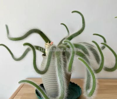 100种多肉，图名并茂，个个漂亮塞鲜花，看看你喜欢哪一款 - 图画吧TUHUABA