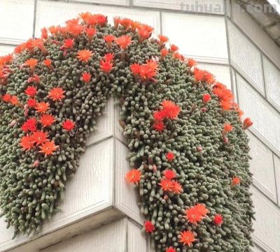 100种多肉，图名并茂，个个漂亮塞鲜花，看看你喜欢哪一款 - 图画吧TUHUABA