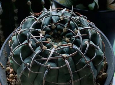 100种多肉，图名并茂，个个漂亮塞鲜花，看看你喜欢哪一款 - 图画吧TUHUABA