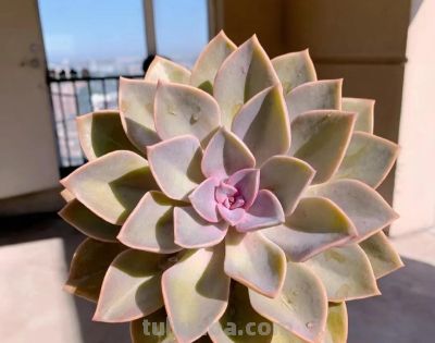 100种多肉，图名并茂，个个漂亮塞鲜花，看看你喜欢哪一款 - 图画吧TUHUABA