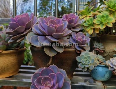 100种多肉，图名并茂，个个漂亮塞鲜花，看看你喜欢哪一款 - 图画吧TUHUABA