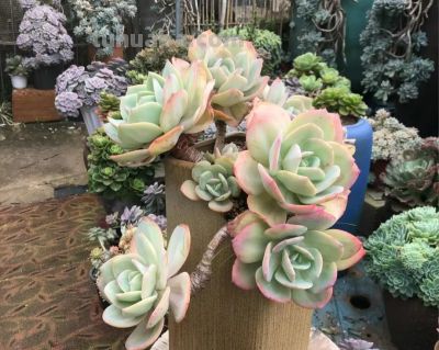 100种多肉，图名并茂，个个漂亮塞鲜花，看看你喜欢哪一款 - 图画吧TUHUABA