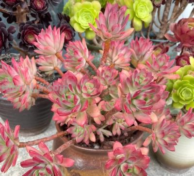 100种多肉，图名并茂，个个漂亮塞鲜花，看看你喜欢哪一款 - 图画吧TUHUABA