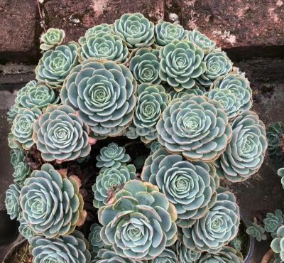 100种多肉，图名并茂，个个漂亮塞鲜花，看看你喜欢哪一款 - 图画吧TUHUABA