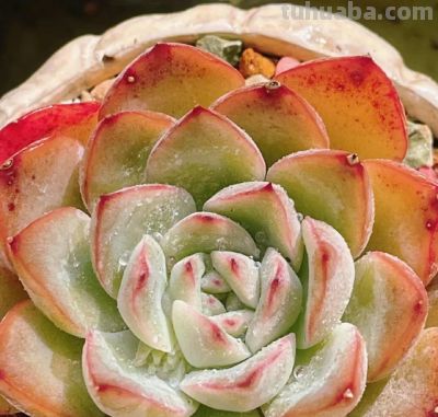 100种多肉，图名并茂，个个漂亮塞鲜花，看看你喜欢哪一款 - 图画吧TUHUABA