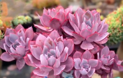 100种多肉，图名并茂，个个漂亮塞鲜花，看看你喜欢哪一款 - 图画吧TUHUABA