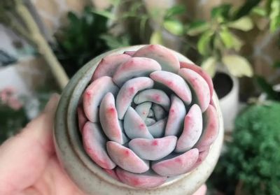 100种多肉，图名并茂，个个漂亮塞鲜花，看看你喜欢哪一款 - 图画吧TUHUABA