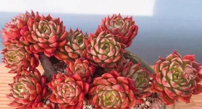 100种多肉，图名并茂，个个漂亮塞鲜花，看看你喜欢哪一款 - 图画吧TUHUABA