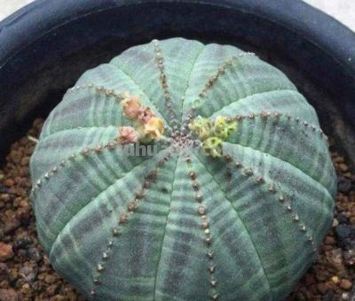 100种多肉，图名并茂，个个漂亮塞鲜花，看看你喜欢哪一款 - 图画吧TUHUABA