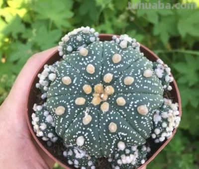 100种多肉，图名并茂，个个漂亮塞鲜花，看看你喜欢哪一款 - 图画吧TUHUABA