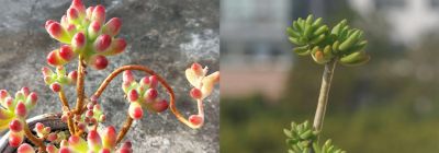 100种多肉，图名并茂，个个漂亮塞鲜花，看看你喜欢哪一款 - 图画吧TUHUABA