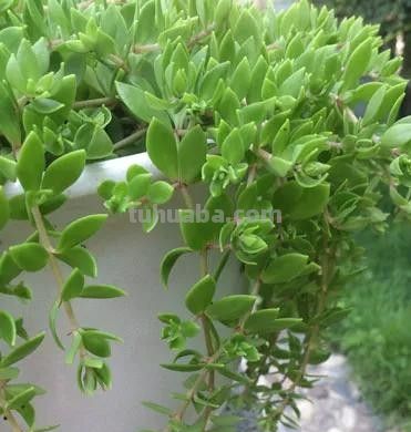 100种多肉，图名并茂，个个漂亮塞鲜花，看看你喜欢哪一款 - 图画吧TUHUABA