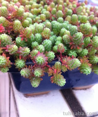 100种多肉，图名并茂，个个漂亮塞鲜花，看看你喜欢哪一款 - 图画吧TUHUABA