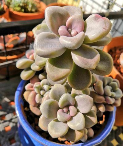 100种多肉，图名并茂，个个漂亮塞鲜花，看看你喜欢哪一款 - 图画吧TUHUABA