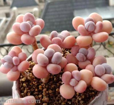 100种多肉，图名并茂，个个漂亮塞鲜花，看看你喜欢哪一款 - 图画吧TUHUABA