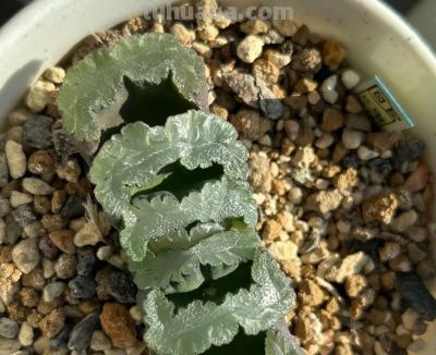 100种多肉，图名并茂，个个漂亮塞鲜花，看看你喜欢哪一款 - 图画吧TUHUABA