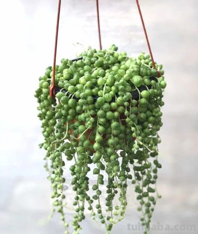 100种多肉，图名并茂，个个漂亮塞鲜花，看看你喜欢哪一款 - 图画吧TUHUABA