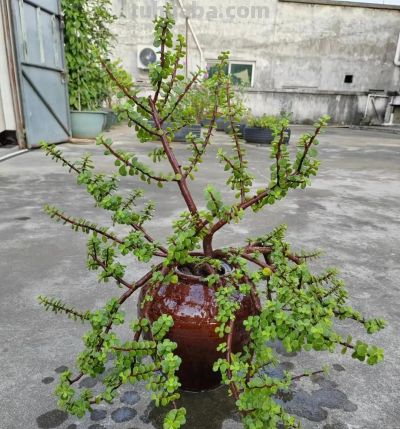 100种多肉，图名并茂，个个漂亮塞鲜花，看看你喜欢哪一款 - 图画吧TUHUABA