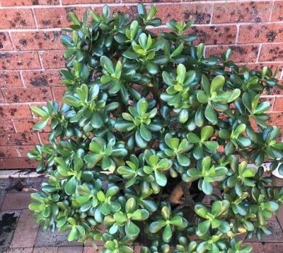 100种多肉，图名并茂，个个漂亮塞鲜花，看看你喜欢哪一款 - 图画吧TUHUABA