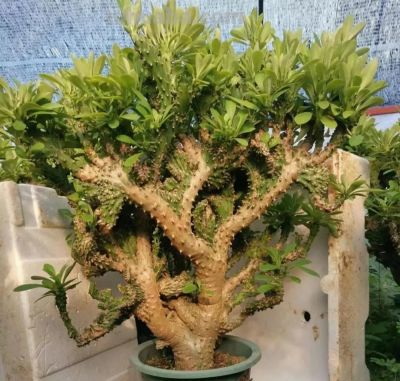 100种多肉，图名并茂，个个漂亮塞鲜花，看看你喜欢哪一款 - 图画吧TUHUABA