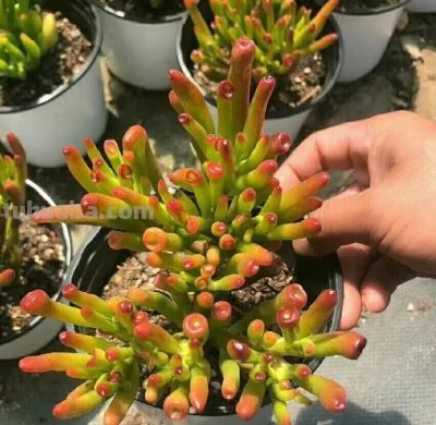 100种多肉，图名并茂，个个漂亮塞鲜花，看看你喜欢哪一款 - 图画吧TUHUABA