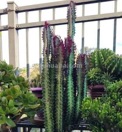 100种多肉，图名并茂，个个漂亮塞鲜花，看看你喜欢哪一款 - 图画吧TUHUABA