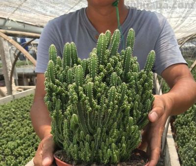 100种多肉，图名并茂，个个漂亮塞鲜花，看看你喜欢哪一款 - 图画吧TUHUABA