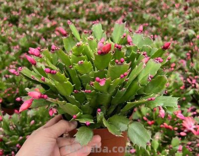 100种多肉，图名并茂，个个漂亮塞鲜花，看看你喜欢哪一款 - 图画吧TUHUABA