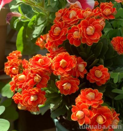 100种多肉，图名并茂，个个漂亮塞鲜花，看看你喜欢哪一款 - 图画吧TUHUABA