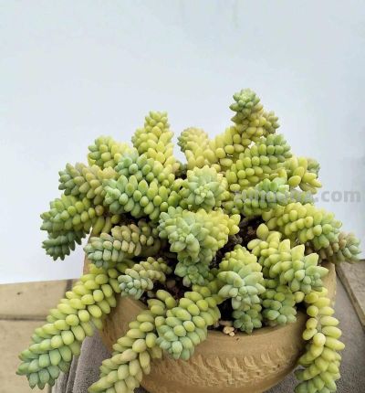 100种多肉，图名并茂，个个漂亮塞鲜花，看看你喜欢哪一款 - 图画吧TUHUABA