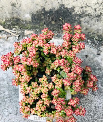 100种多肉，图名并茂，个个漂亮塞鲜花，看看你喜欢哪一款 - 图画吧TUHUABA