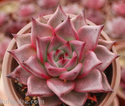 100种多肉，图名并茂，个个漂亮塞鲜花，看看你喜欢哪一款 - 图画吧TUHUABA