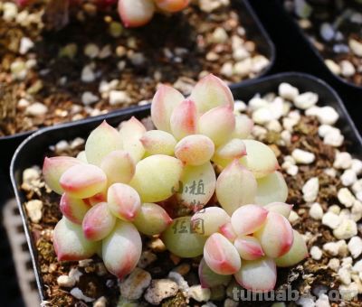 100种多肉，图名并茂，个个漂亮塞鲜花，看看你喜欢哪一款 - 图画吧TUHUABA