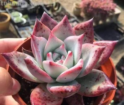 100种多肉，图名并茂，个个漂亮塞鲜花，看看你喜欢哪一款 - 图画吧TUHUABA