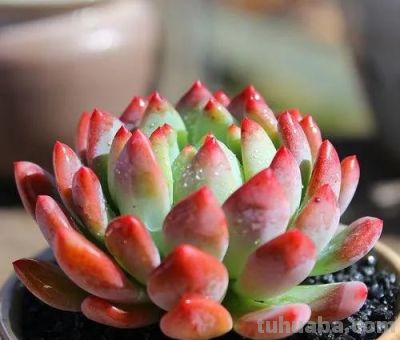 100种多肉，图名并茂，个个漂亮塞鲜花，看看你喜欢哪一款 - 图画吧TUHUABA