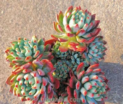 100种多肉，图名并茂，个个漂亮塞鲜花，看看你喜欢哪一款 - 图画吧TUHUABA