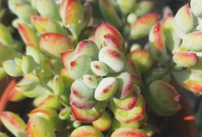 100种多肉，图名并茂，个个漂亮塞鲜花，看看你喜欢哪一款 - 图画吧TUHUABA