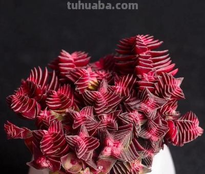 100种多肉，图名并茂，个个漂亮塞鲜花，看看你喜欢哪一款 - 图画吧TUHUABA