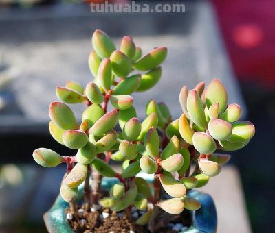 100种多肉，图名并茂，个个漂亮塞鲜花，看看你喜欢哪一款 - 图画吧TUHUABA