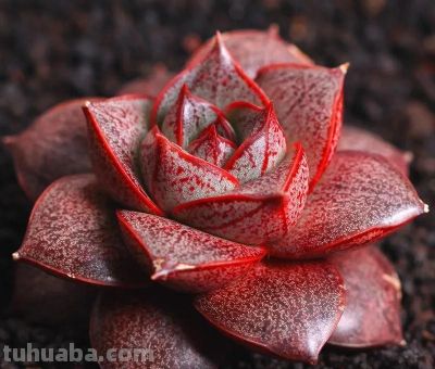 100种多肉，图名并茂，个个漂亮塞鲜花，看看你喜欢哪一款 - 图画吧TUHUABA