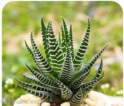 100种多肉，图名并茂，个个漂亮塞鲜花，看看你喜欢哪一款 - 图画吧TUHUABA