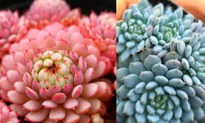 100种多肉，图名并茂，个个漂亮塞鲜花，看看你喜欢哪一款 - 图画吧TUHUABA