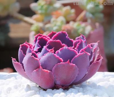 100种多肉，图名并茂，个个漂亮塞鲜花，看看你喜欢哪一款 - 图画吧TUHUABA