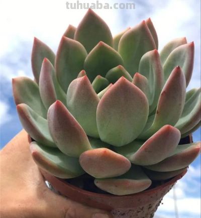 100种多肉，图名并茂，个个漂亮塞鲜花，看看你喜欢哪一款 - 图画吧TUHUABA