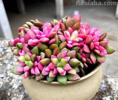 100种多肉，图名并茂，个个漂亮塞鲜花，看看你喜欢哪一款 - 图画吧TUHUABA